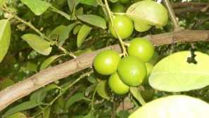 Jak pěstovat vápno doma